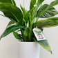 Spathiphyllum floribundum