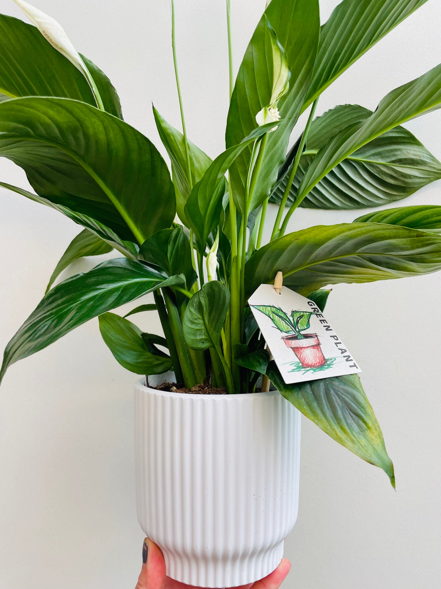 Spathiphyllum floribundum