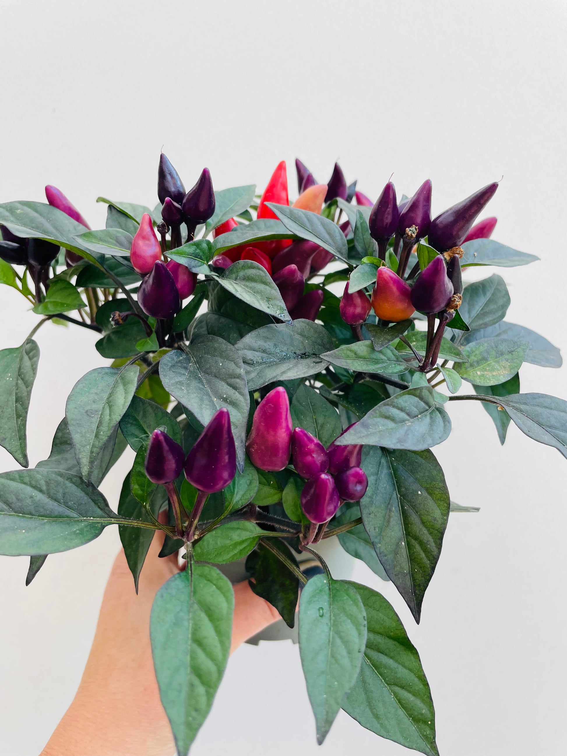 Bilde av Capsicum ‘Maya Fuego’-Spanne Plantesalg