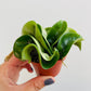 Bilde av Hoya car. ‘Compacta’-Spanne Plantesalg