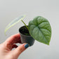 Bilde av Alocasia melo 6 cm potte-Spanne Plantesalg