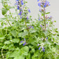 Bilde av Nepeta x faassenii-Spanne Plantesalg