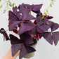 Bilde av Oxalis triangularis-Spanne Plantesalg