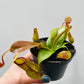 Bilde av Nepenthes 8 cm potte-Spanne Plantesalg