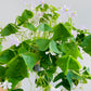 Bilde av Oxalis regnelii-Spanne Plantesalg