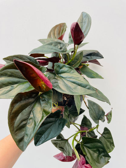 Syngonium ‘Red Arrow’