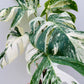Bilde av Monstera del. Variegata-Spanne Plantesalg