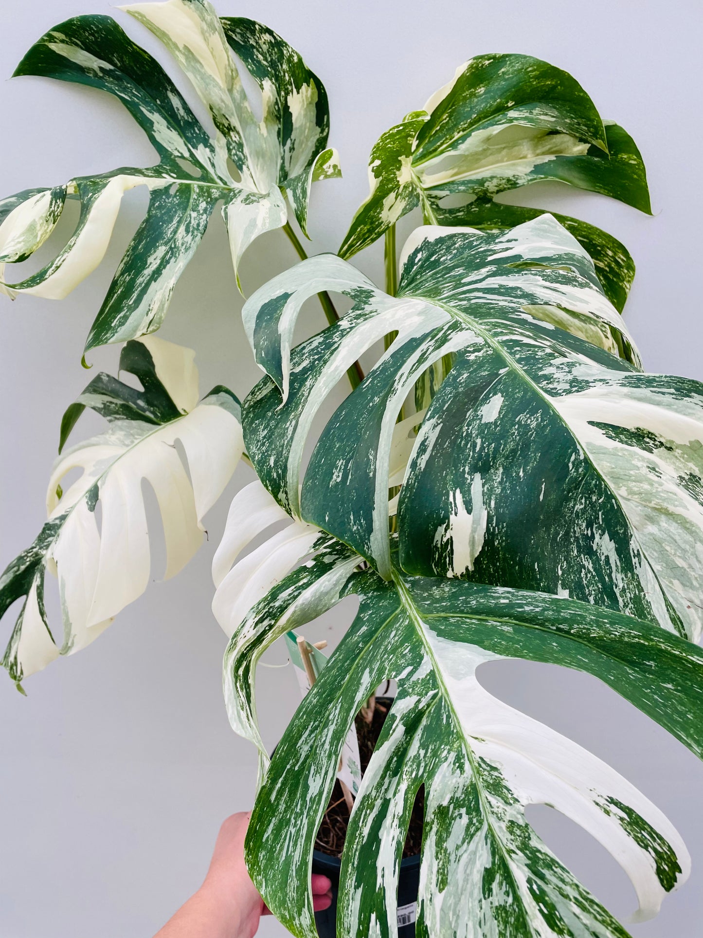 Bilde av Monstera del. Variegata-Spanne Plantesalg