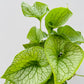 Bilde av Brunnera ‘Jack Frost’-Spanne Plantesalg