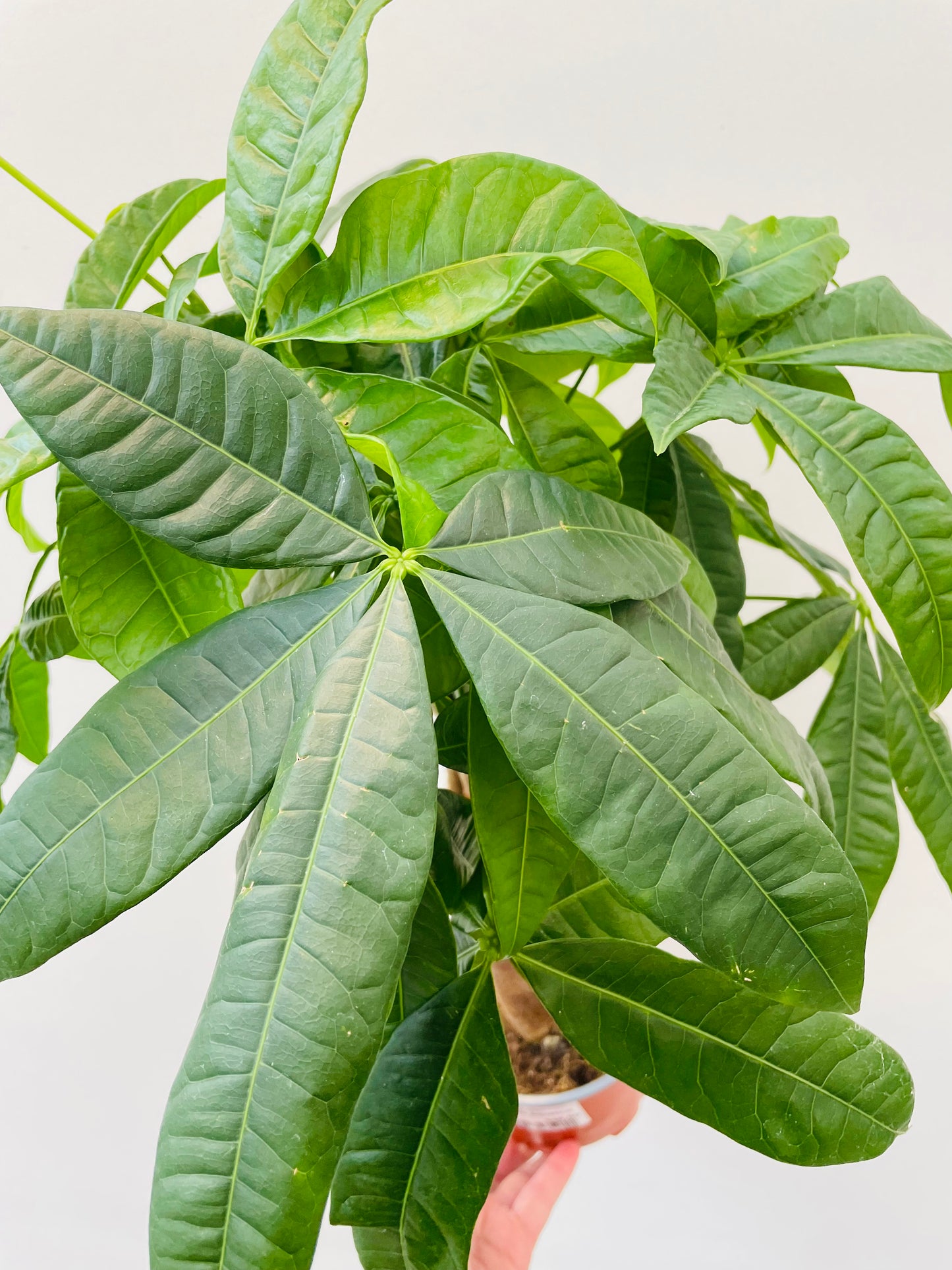 Pachira aquatica