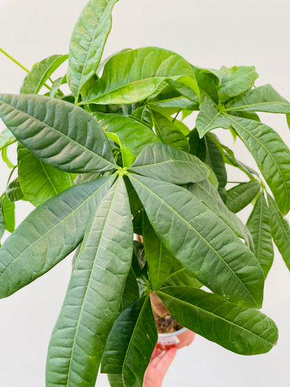 Pachira aquatica