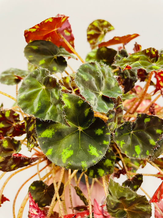 Bilde av Begonia rex ‘Tiger Paws’ 12 cm potte-Spanne Plantesalg