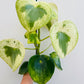 Bilde av Peperomia ‘Raindrop’ variegata-Spanne Plantesalg