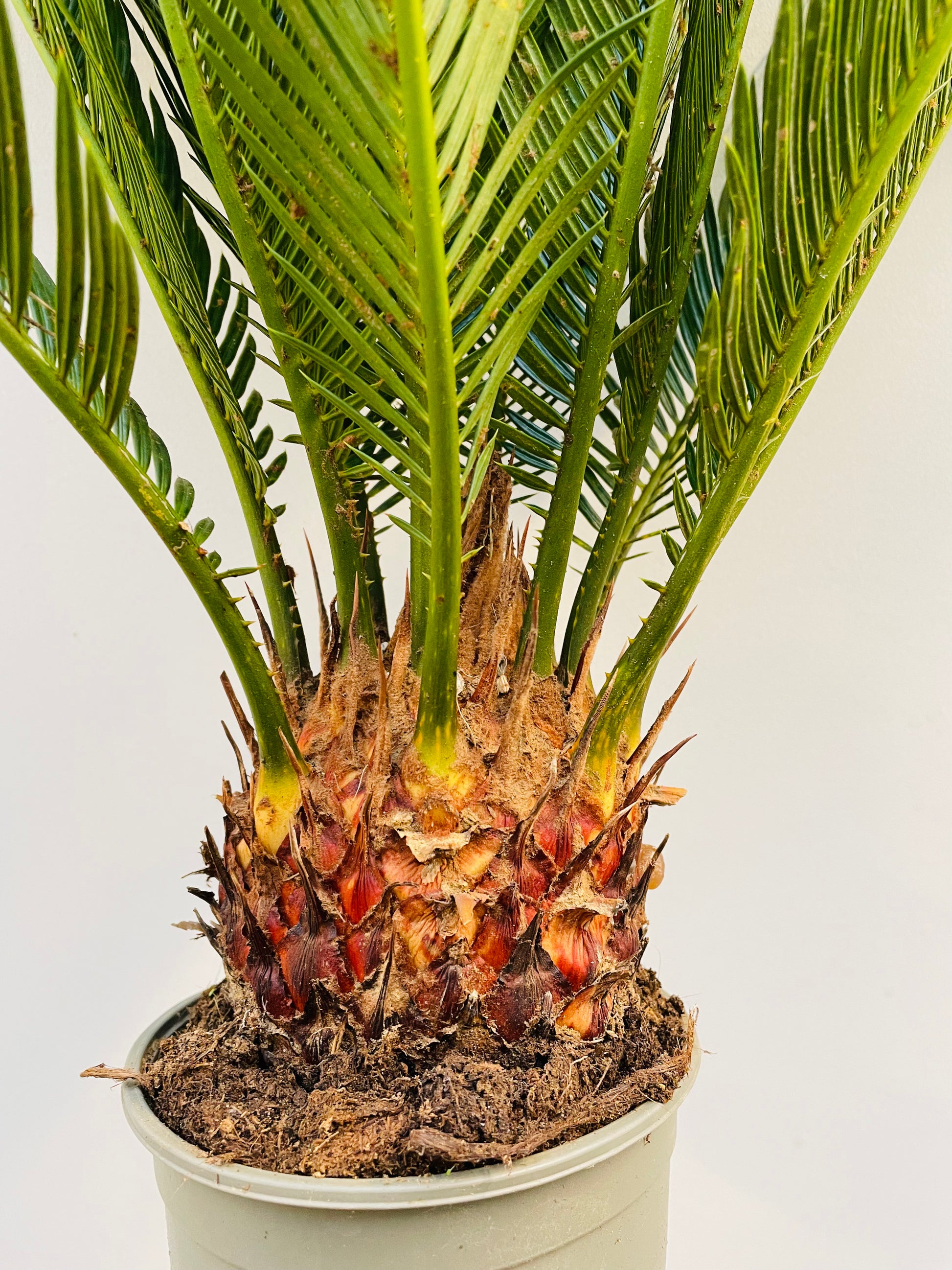 Bilde av Cycas revoluta-Spanne Plantesalg