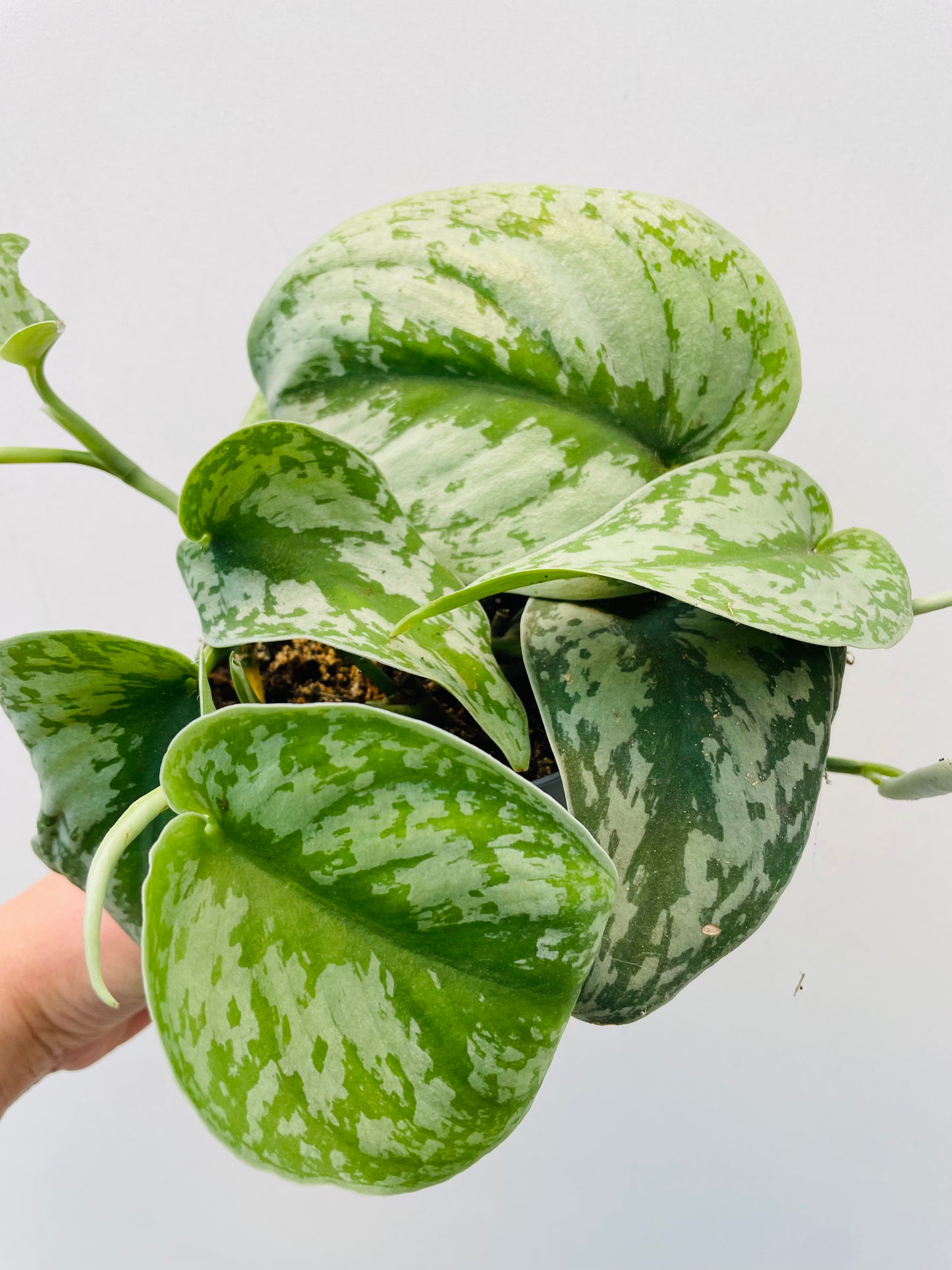 Scindapsus pictus 'Silver Splash'
