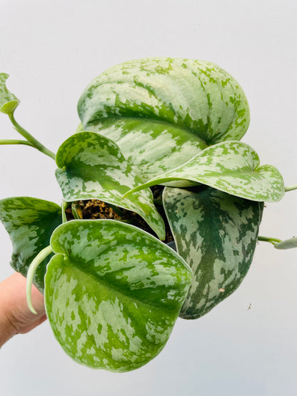 Scindapsus pictus 'Silver Splash'