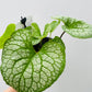 Bilde av Brunnera ‘Jack Of Diamonds’-Spanne Plantesalg