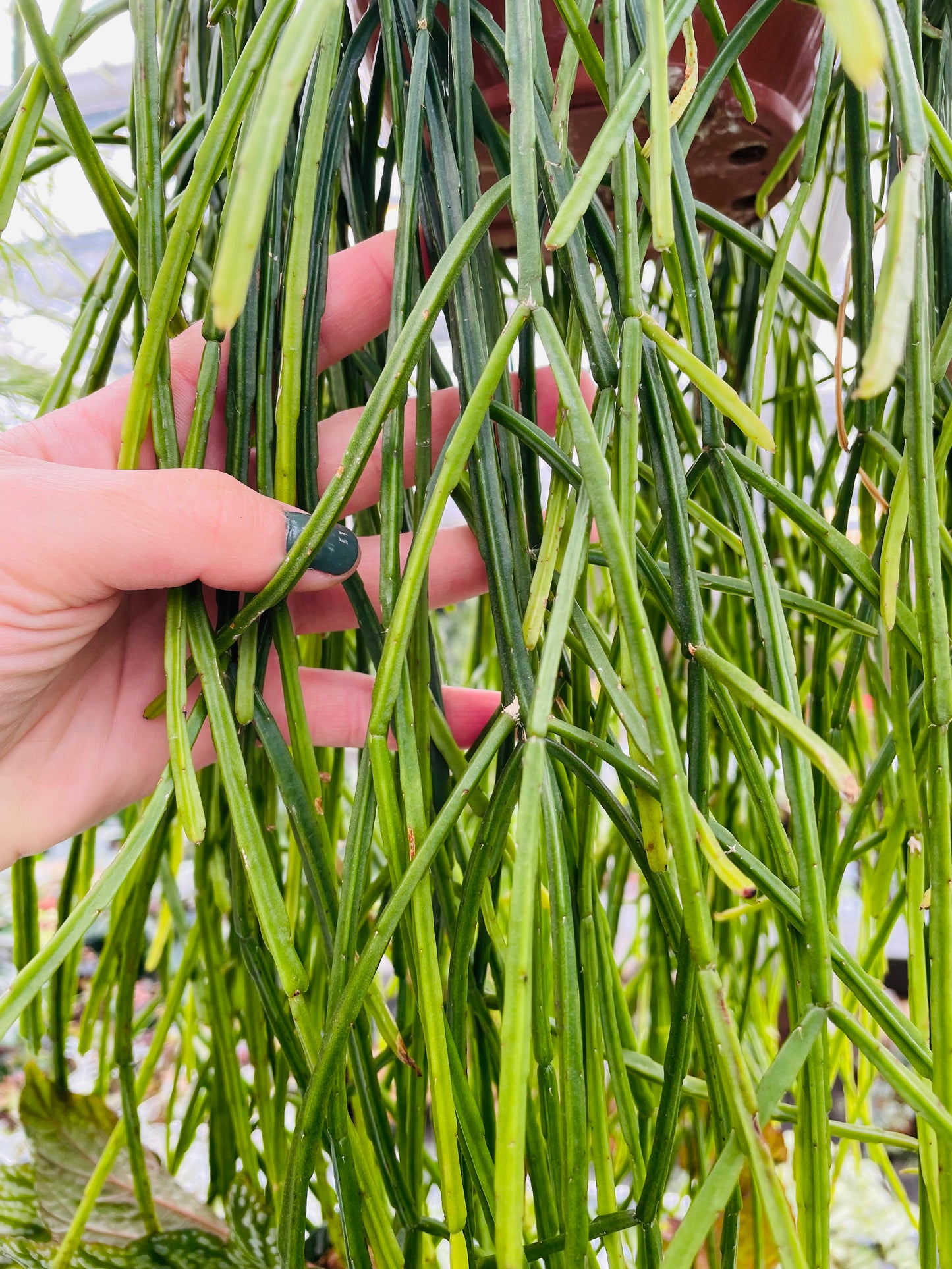 Bilde av Rhipsalis trigona stikling-Spanne Plantesalg