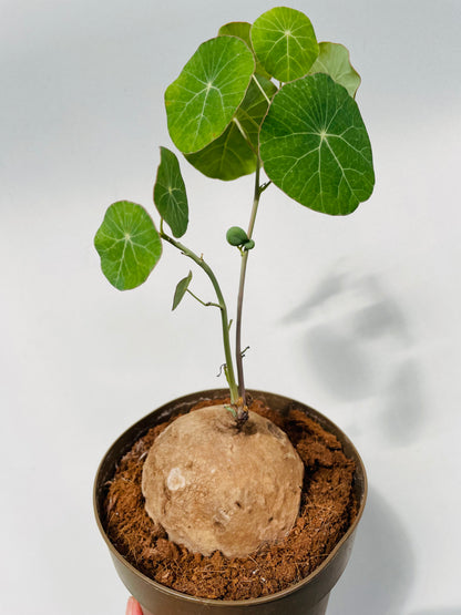 Stephania erecta