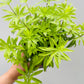 Bilde av Galium odoratum ‘Myske’-Spanne Plantesalg