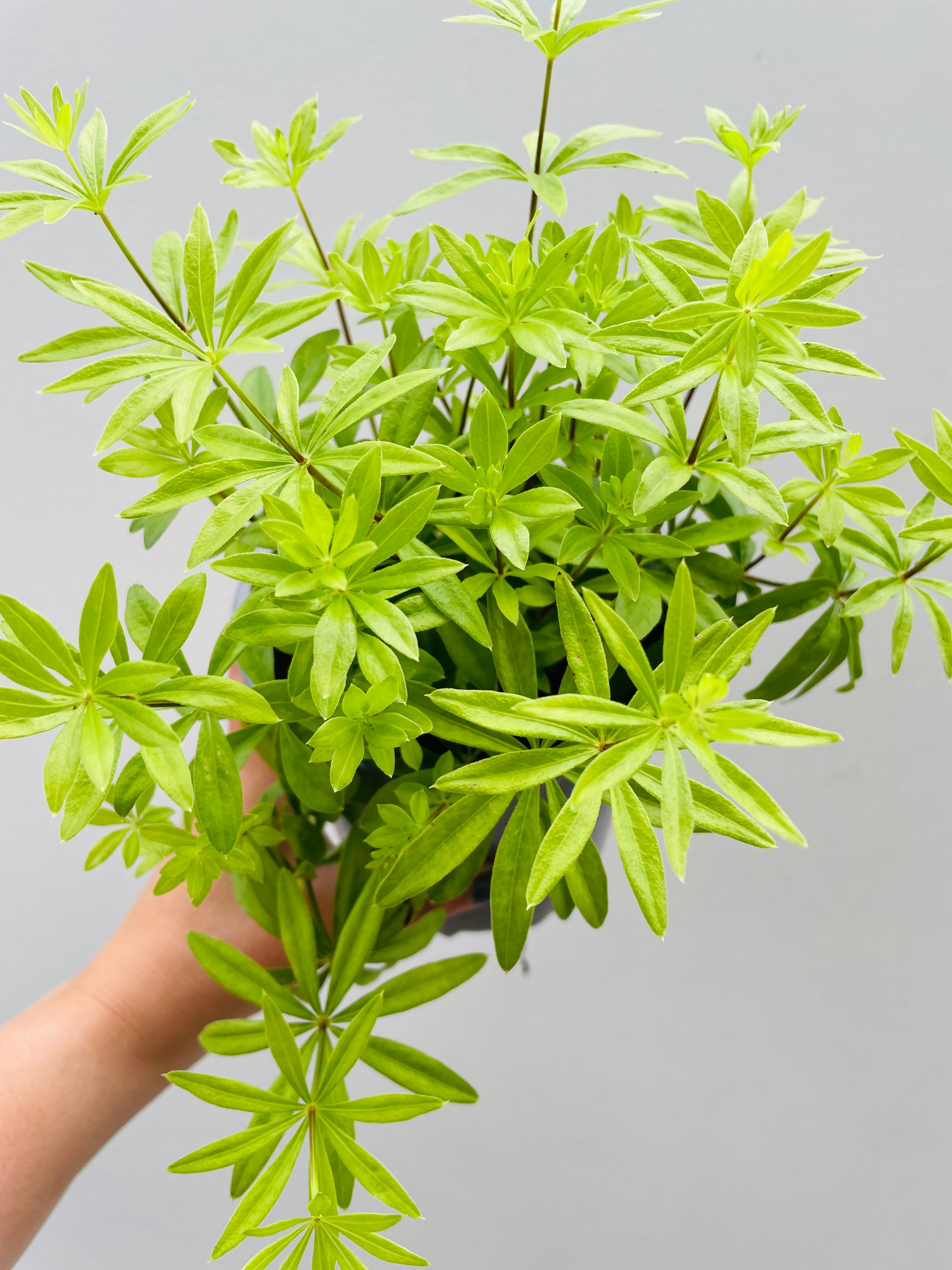 Bilde av Galium odoratum ‘Myske’-Spanne Plantesalg