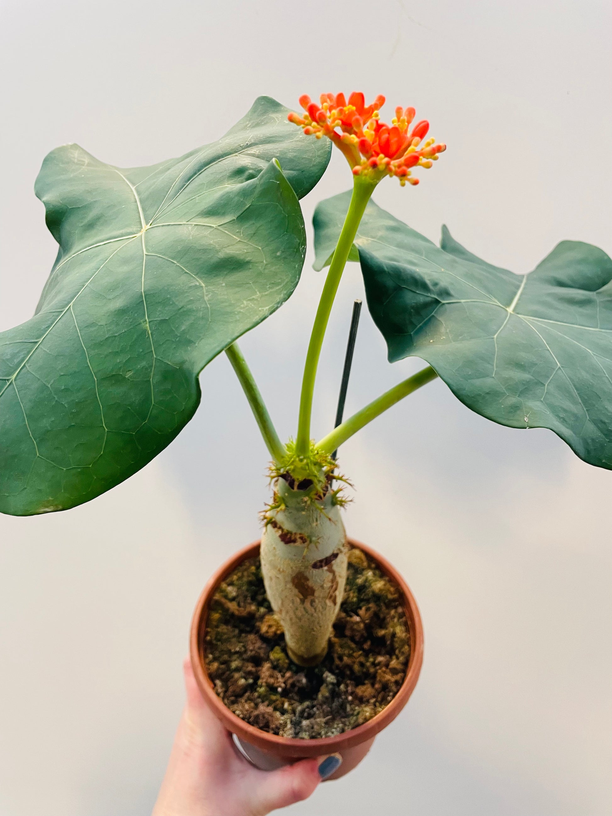 Bilde av Jatropha podagrica-Spanne Plantesalg