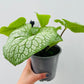 Bilde av Brunnera ‘Jack Of Diamonds’-Spanne Plantesalg