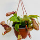 Bilde av Nepenthes ‘Gaya’-Spanne Plantesalg