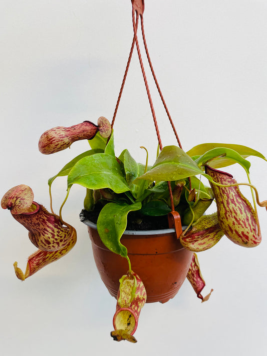 Bilde av Nepenthes ‘Gaya’-Spanne Plantesalg