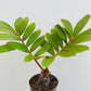Bilde av Zamia furfuracea-Spanne Plantesalg