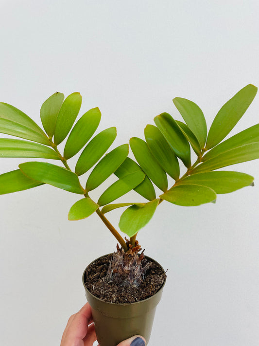 Bilde av Zamia furfuracea-Spanne Plantesalg