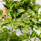 Bilde av Hedera helix ‘Broget’-Spanne Plantesalg