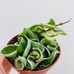 Bilde av Hoya car. ‘Compacta variegata’-Spanne Plantesalg