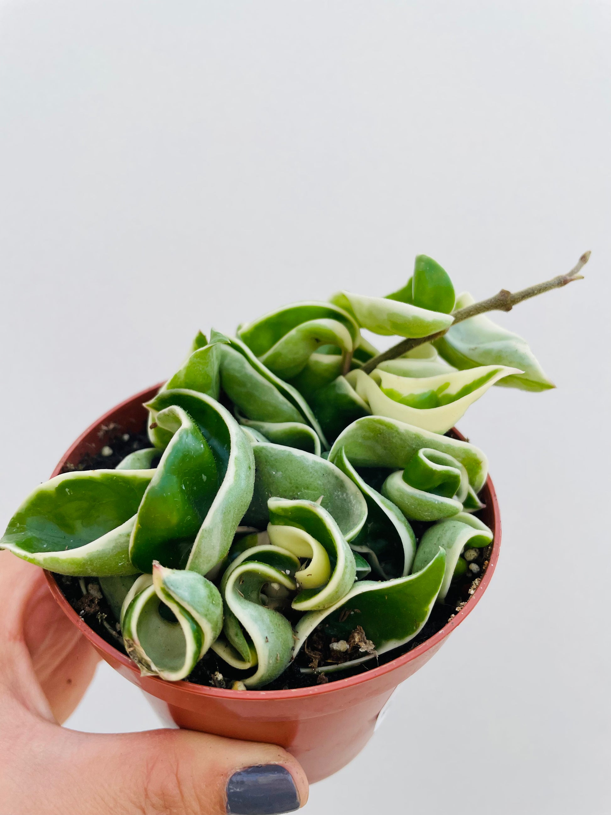 Bilde av Hoya car. ‘Compacta variegata’-Spanne Plantesalg