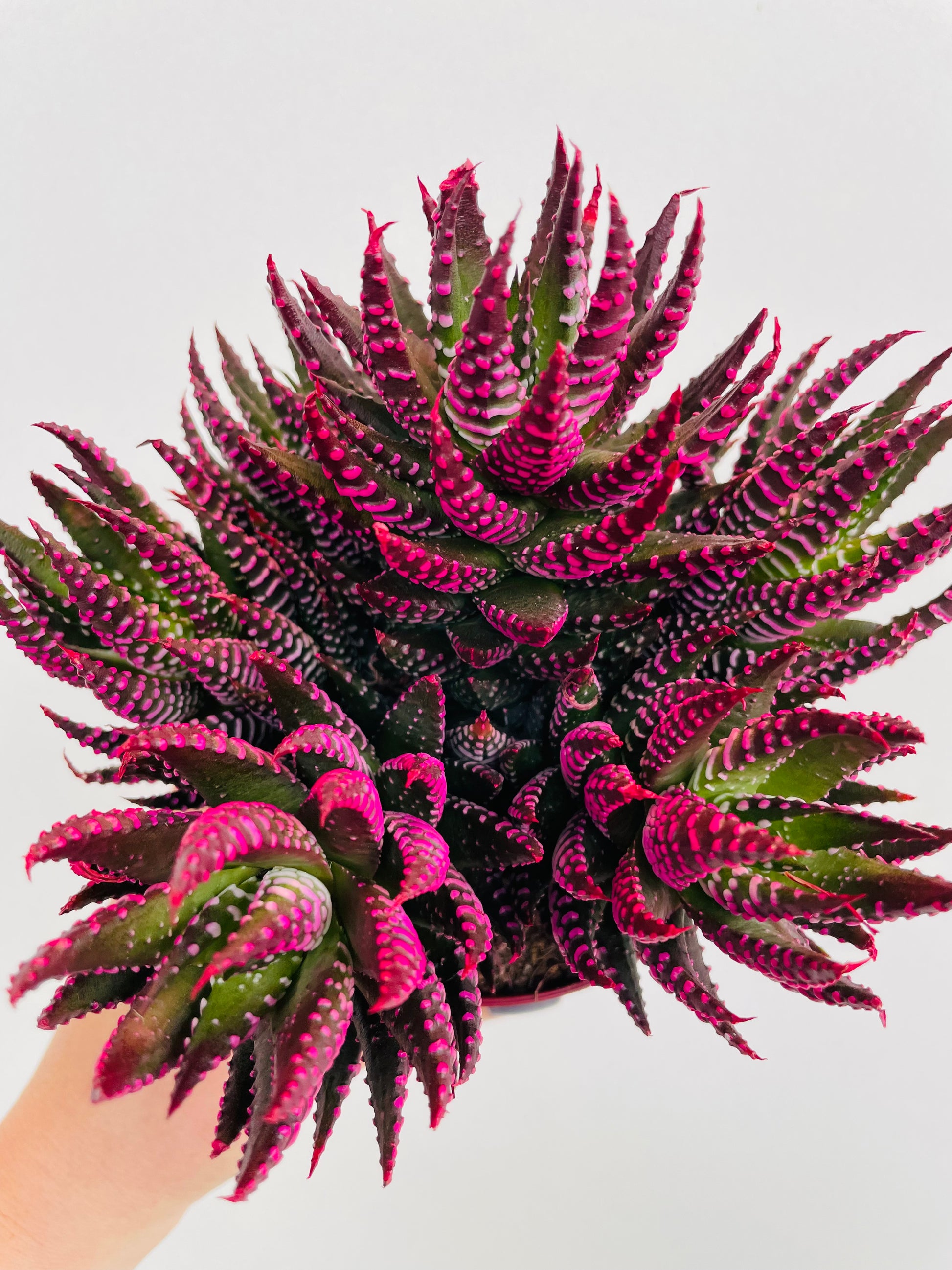 Bilde av Haworthia fasciata ‘Makeup’-Spanne Plantesalg