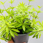 Bilde av Galium odoratum ‘Myske’-Spanne Plantesalg