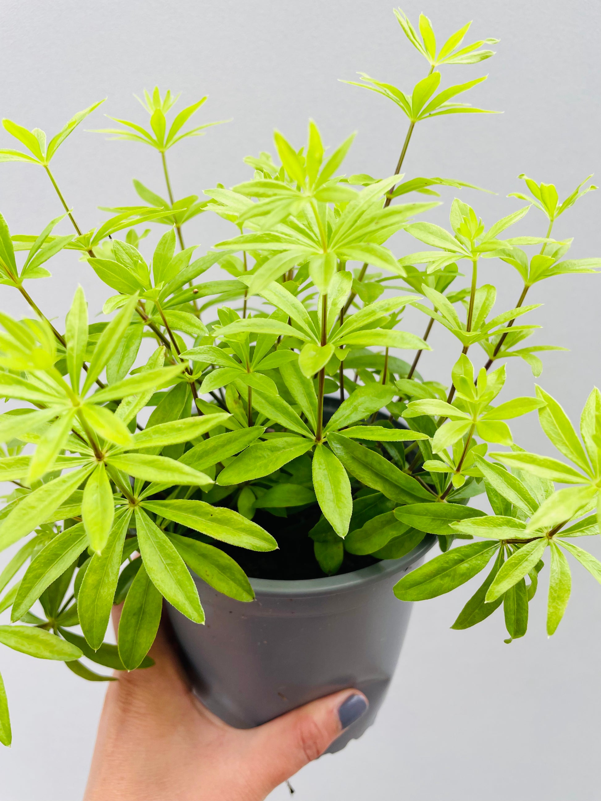 Bilde av Galium odoratum ‘Myske’-Spanne Plantesalg