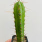 Bilde av Trichocereus sp. 2-Spanne Plantesalg
