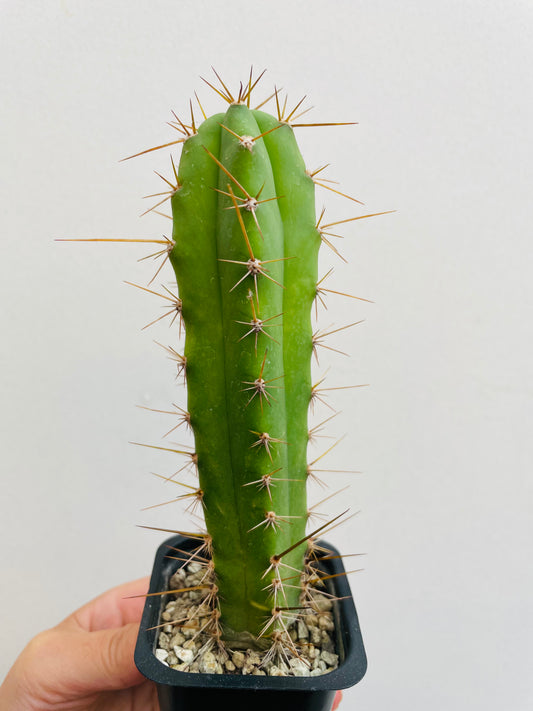 Bilde av Trichocereus sp. 2-Spanne Plantesalg