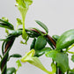 Bilde av Ceropegia sandersonii 12 cm potte-Spanne Plantesalg