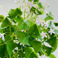 Bilde av Oxalis regnelii-Spanne Plantesalg