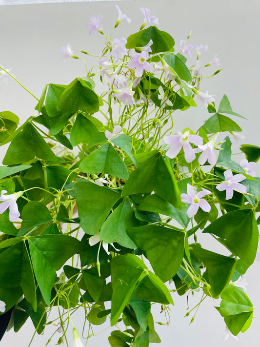 Bilde av Oxalis regnelii-Spanne Plantesalg