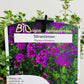 Bilde av Thymus citrodorus-Spanne Plantesalg