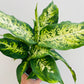 Bilde av Dieffenbachia maculata-Spanne Plantesalg