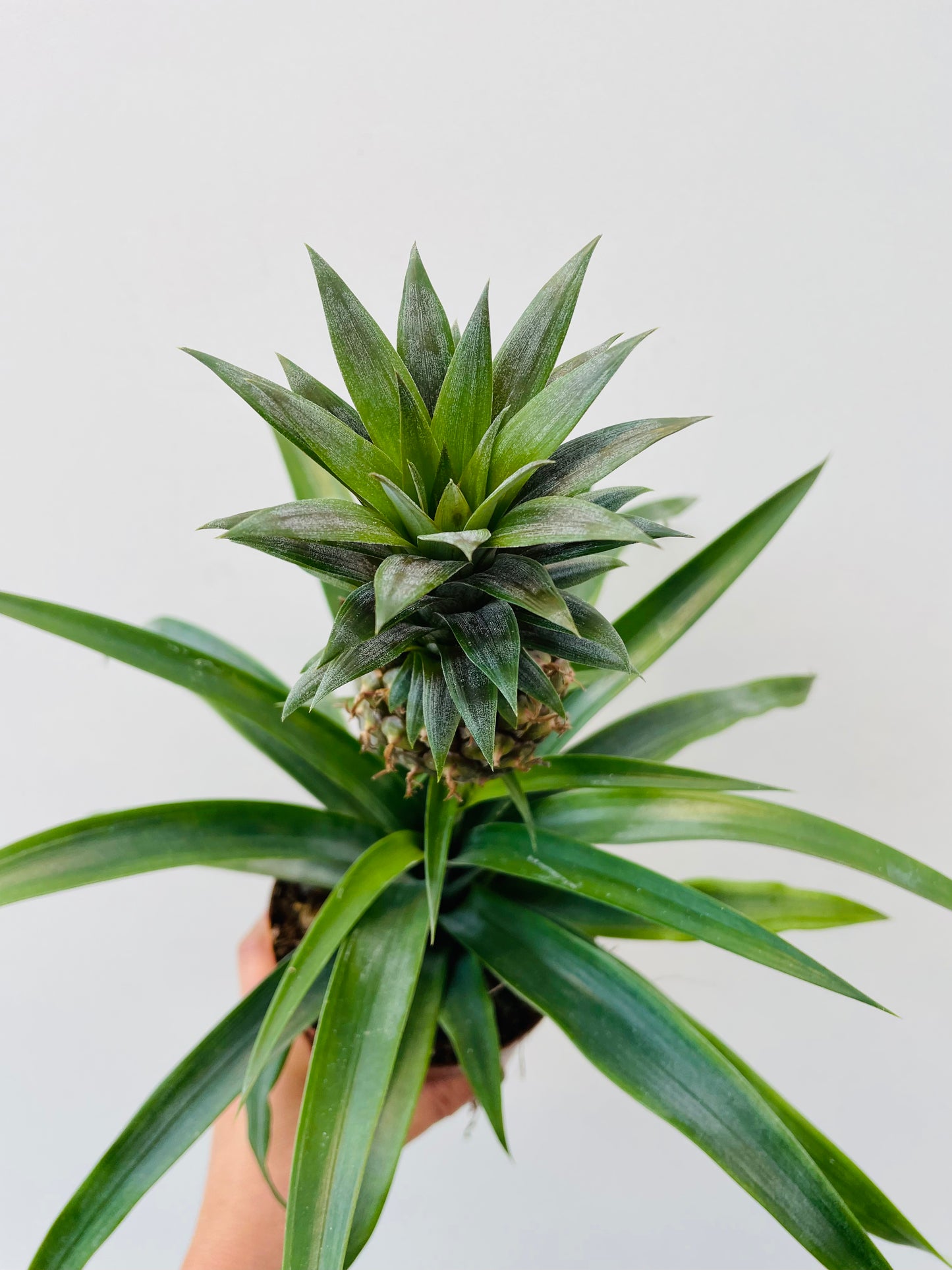 Ananas ‘Rosita’
