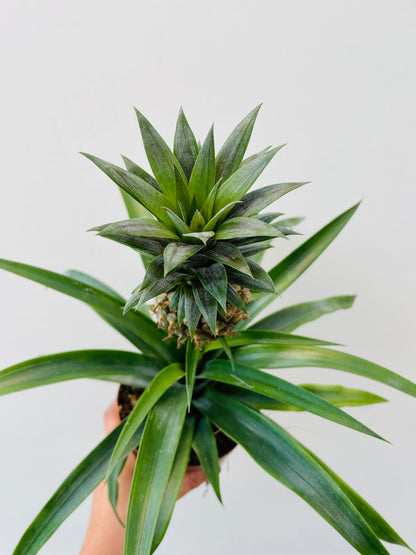 Ananas ‘Rosita’