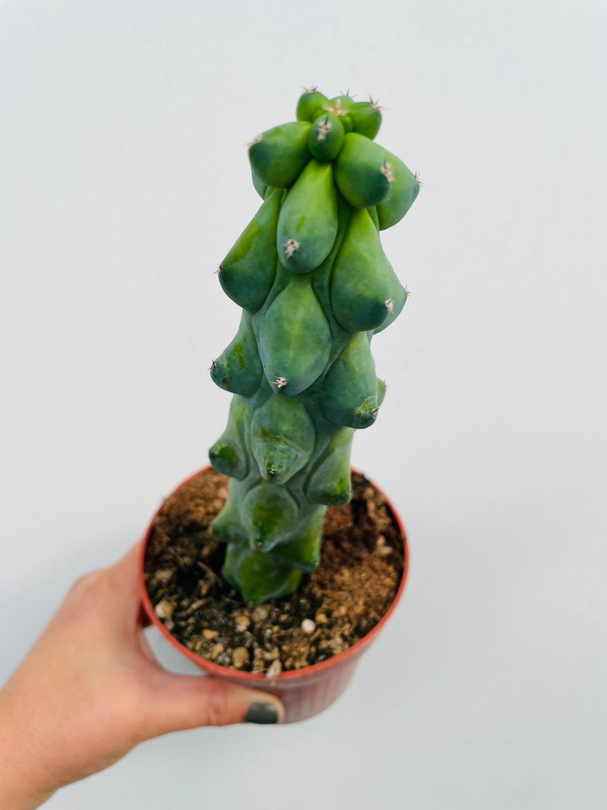 Bilde av Myrtillocactus geometrizans fukurokuryuzinboku "Boobie Cactus"-Spanne Plantesalg