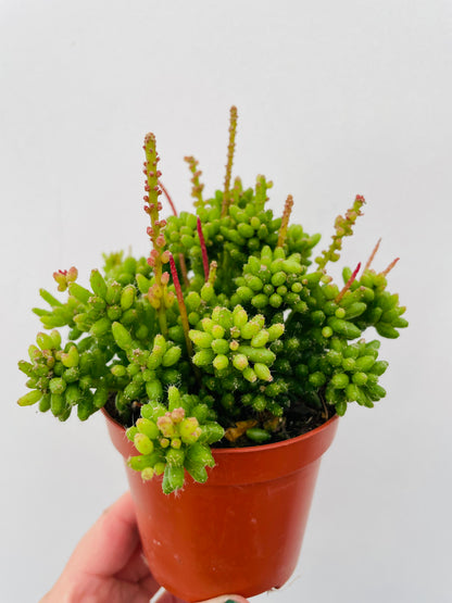 Rhipsalis mesembryanthemoides