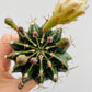 Bilde av Gymnocalycium mihanovichii-Spanne Plantesalg