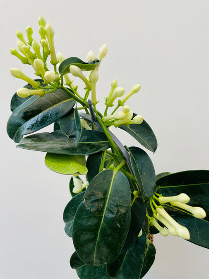 Stephanotis floribunda